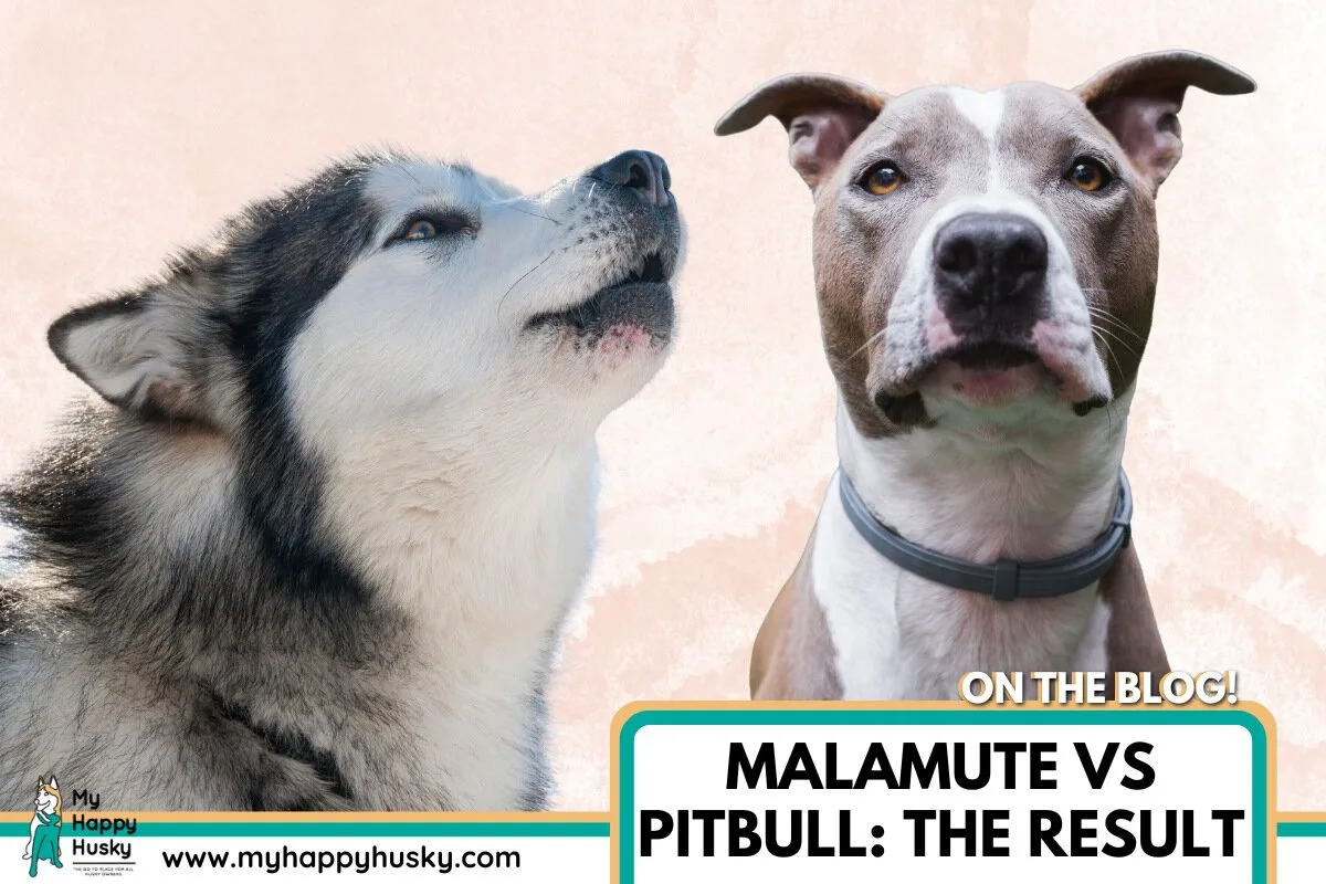 can malamutes beat a pitbull