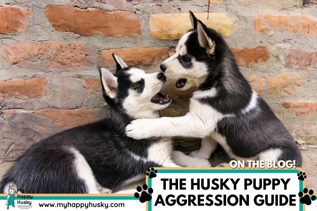 husky puppy aggression