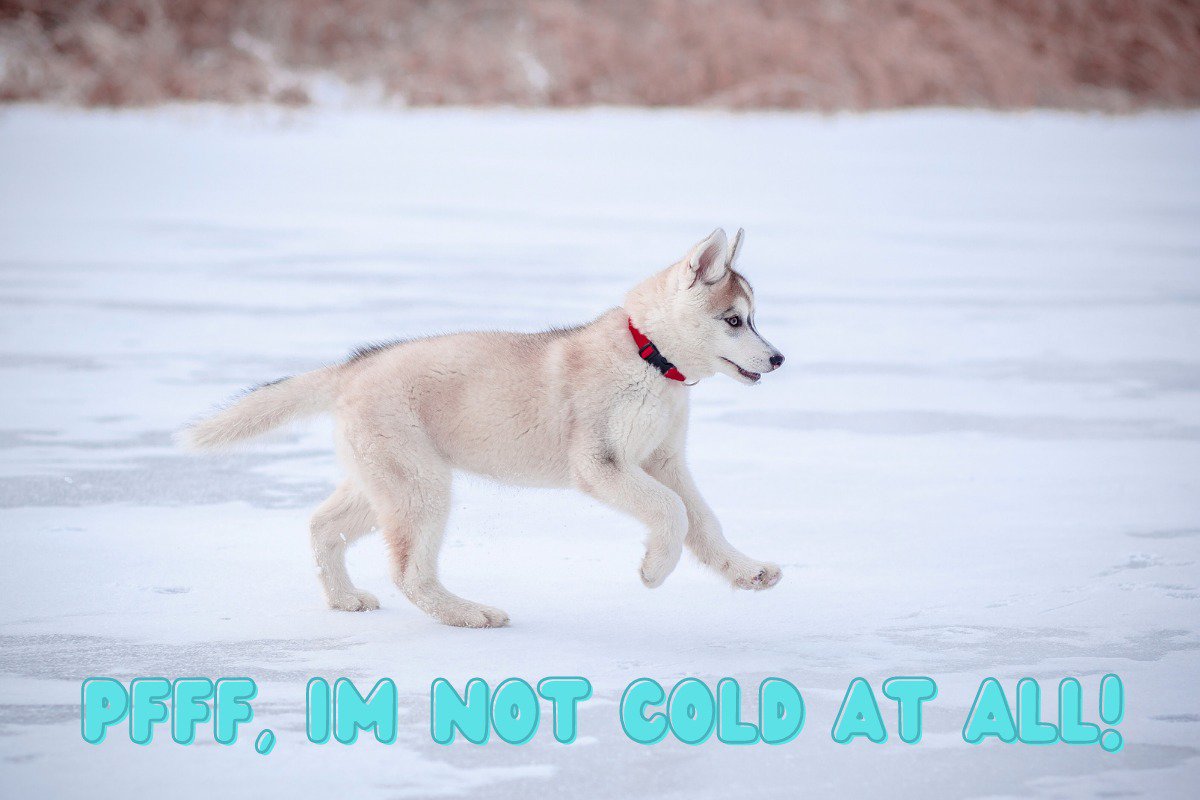 husky puppy cold weather (1)