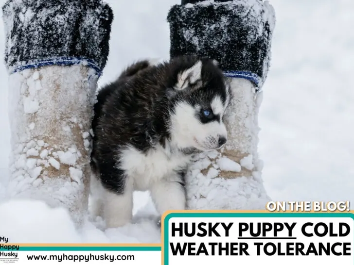 husky puppy cold weather