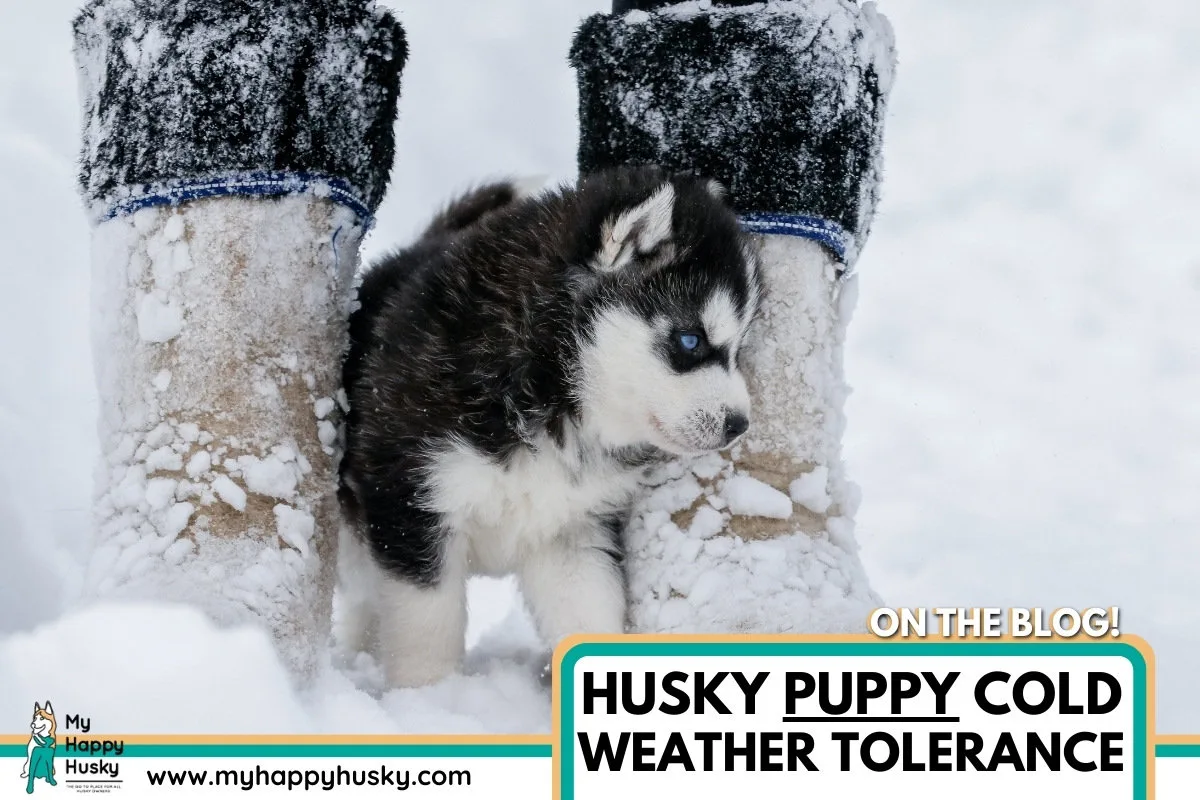 husky puppy cold weather