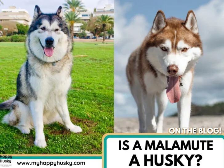 is a malamute a husky