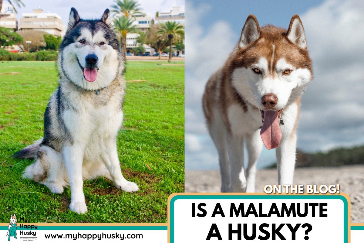 is a malamute a husky