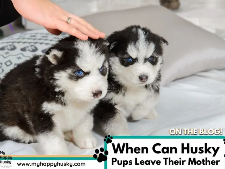 when can husky puppies leave their mother