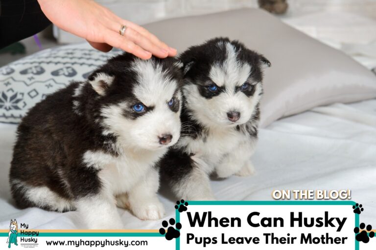 when can husky puppies leave their mother