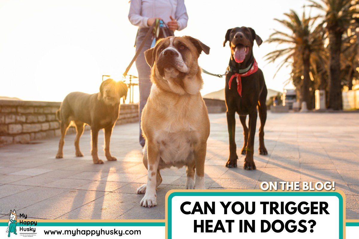 can you trigger heat in dogs