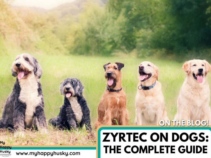 can you use zyrtec on dogs