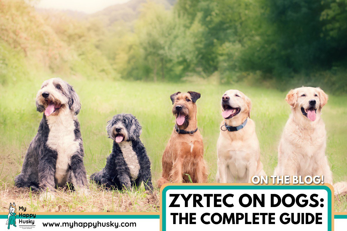 can you use zyrtec on dogs