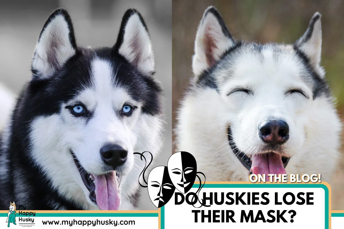 do huskies lose their mask