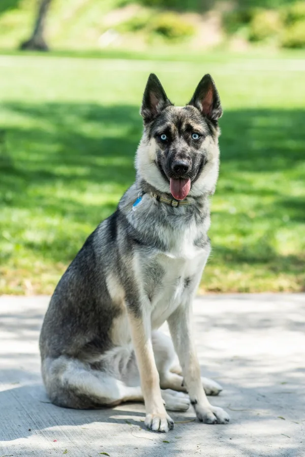 gerberian husky photo