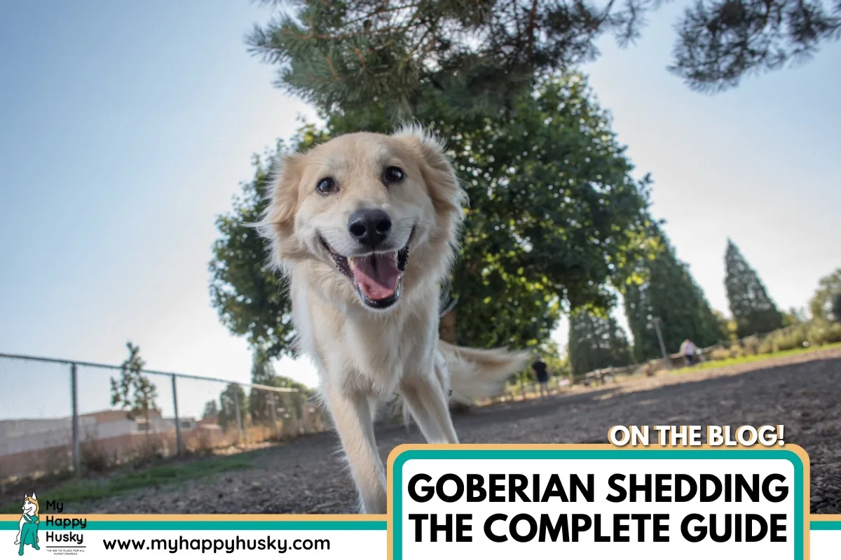 goberian shedding