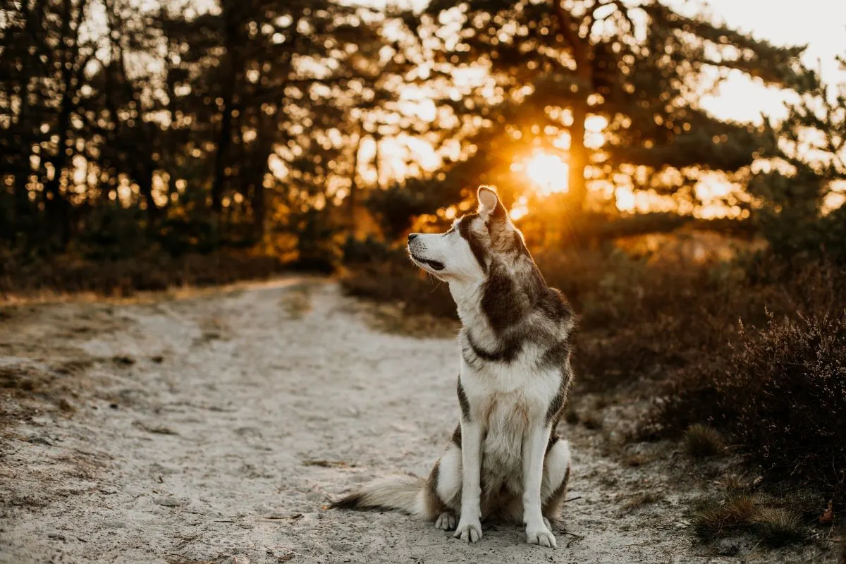 golden retriever husky mix