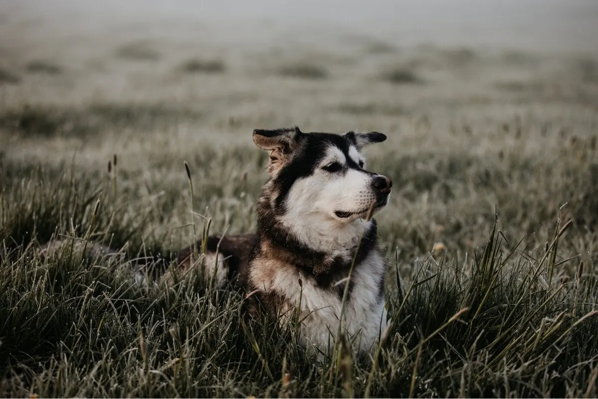 Golden Retriever Husky Mix: The No.1 Goberian Guide (2023) – My Happy Husky