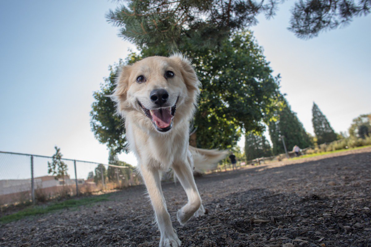 golden retriever husky mix