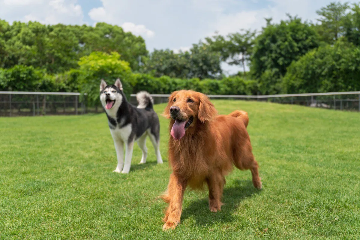 husky and golden retriever parents