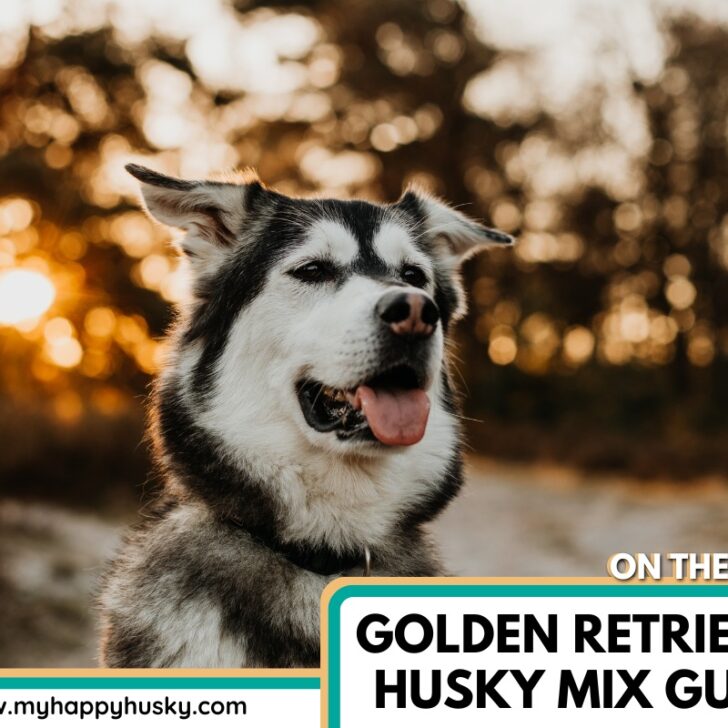 Golden Retriever Husky Mix The No.1 Goberian Guide (2023) My Happy Husky
