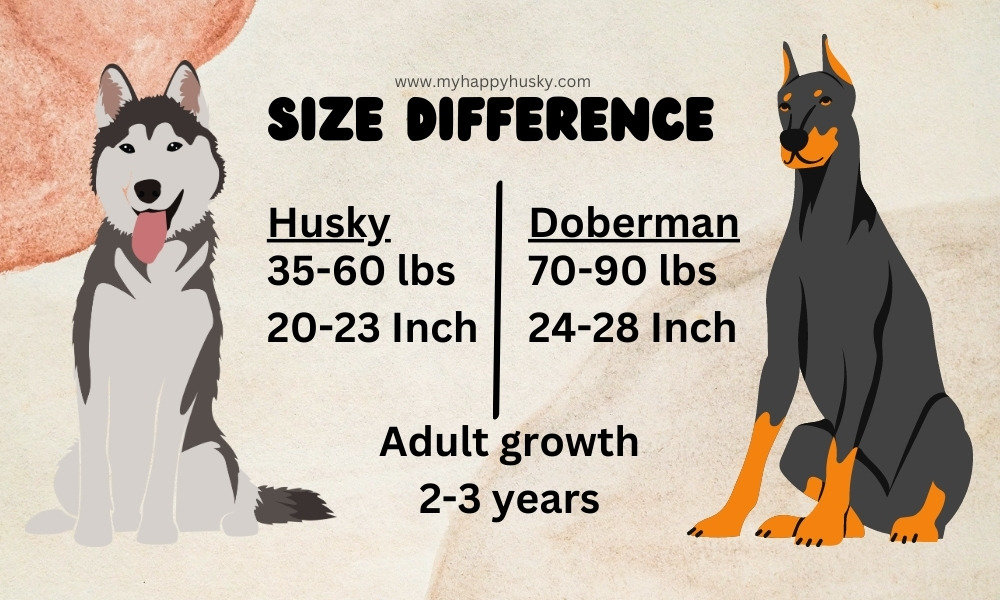 husky doberman size