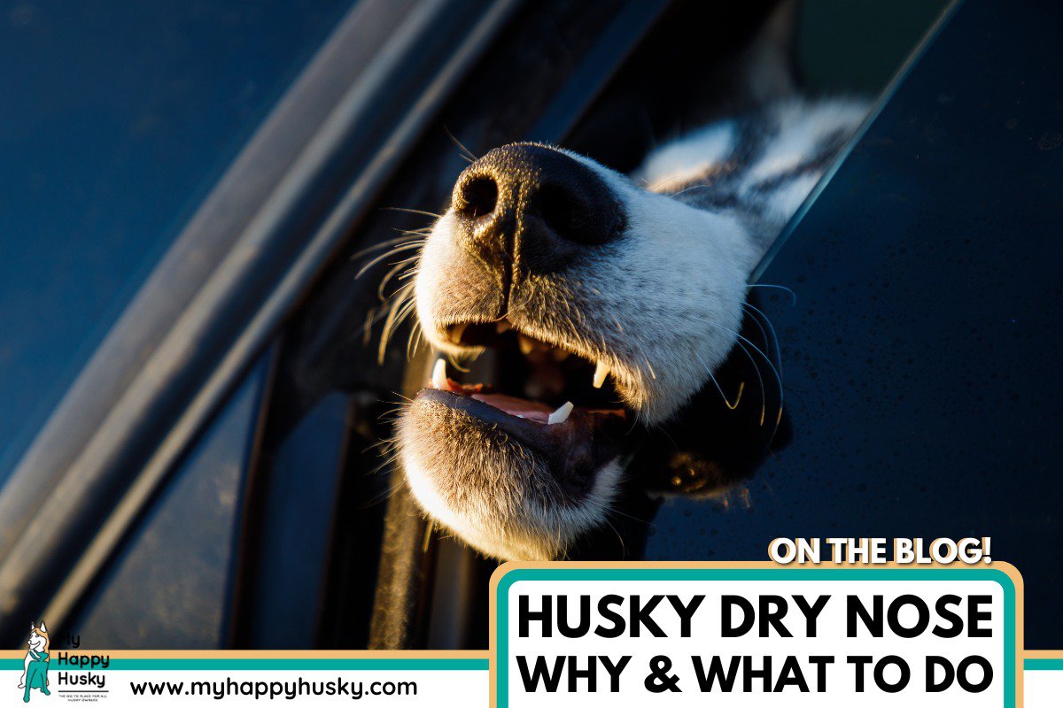 husky dry nose