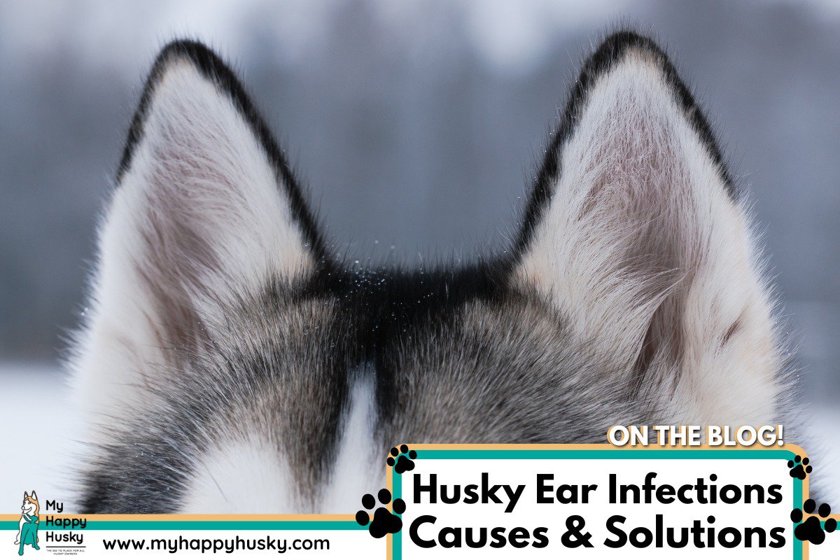 husky ear infections