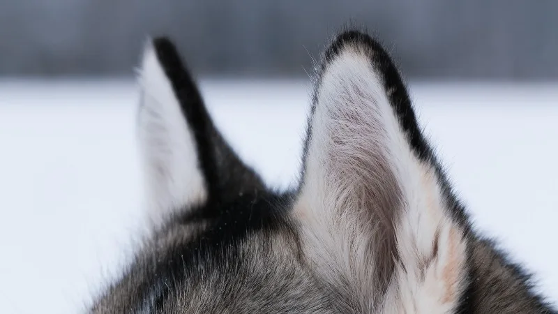 husky ears