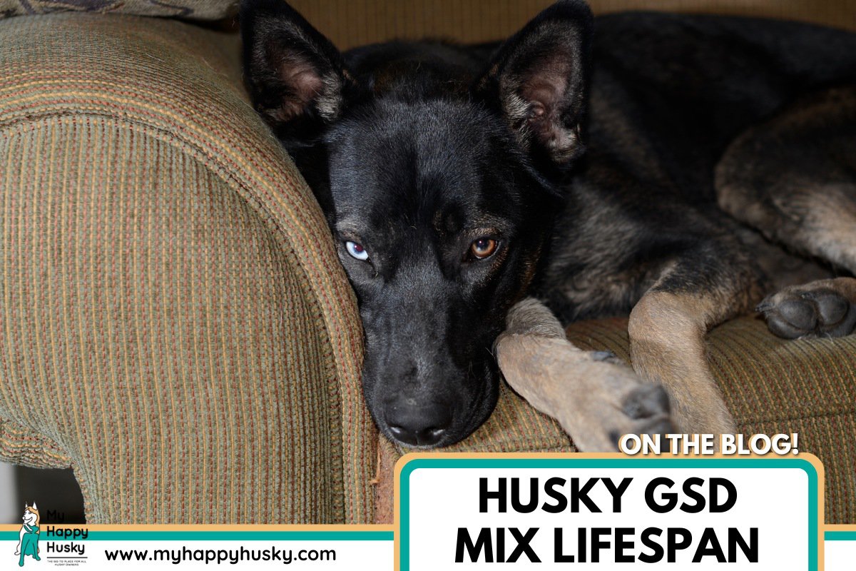 husky german shepherd mix lifespan