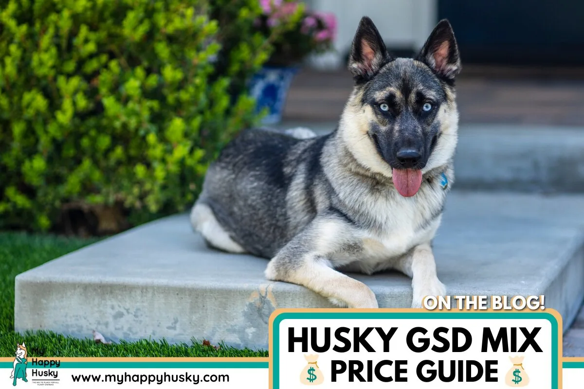 husky german shepherd price 2023