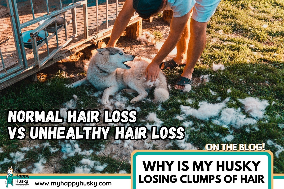 My husky is losing chunks deals of hair