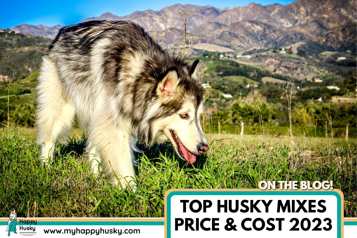 husky mix price