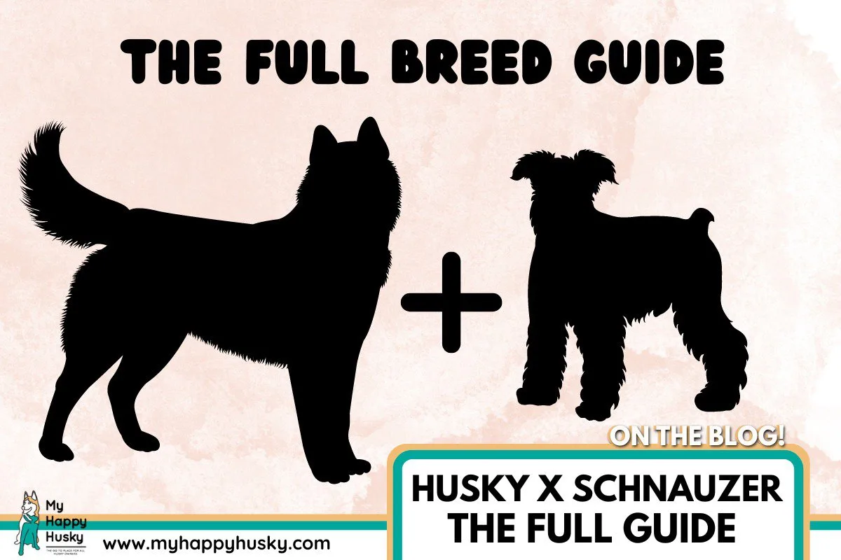 Husky schnauzer new arrivals