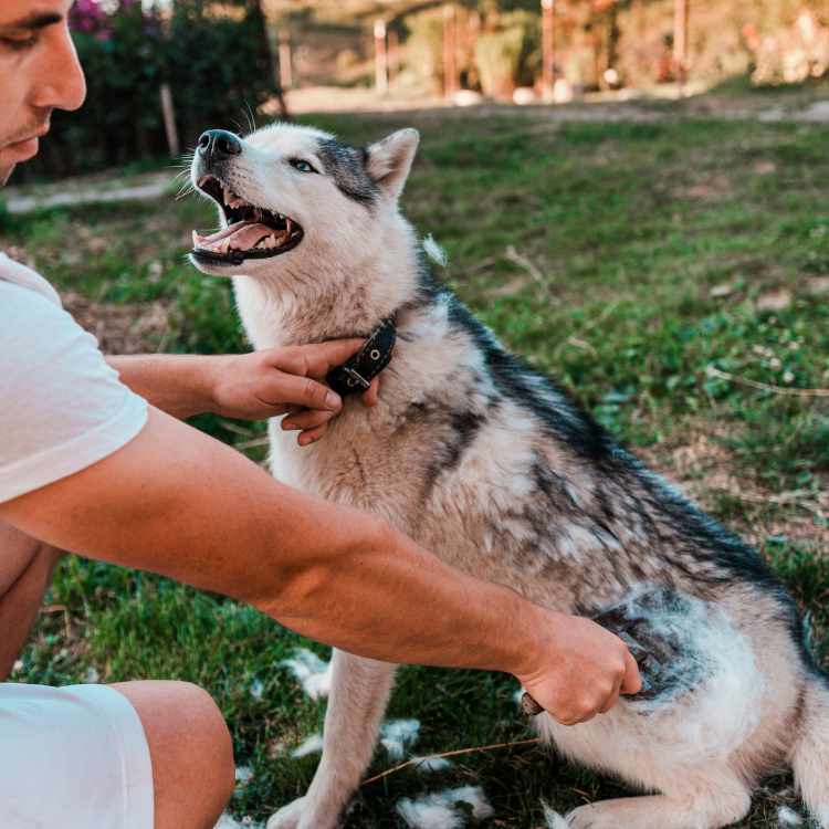 Husky supplies