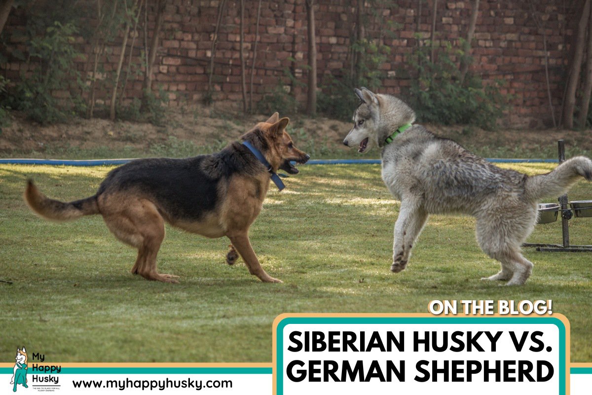 husky vs german shepherd