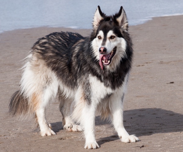 german shepherd malamute mix photo