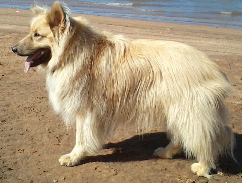 alaskan malamute golden retriever mix photo