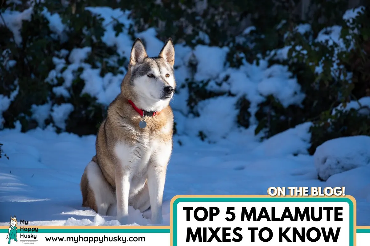 what mix is a alaskan malamute