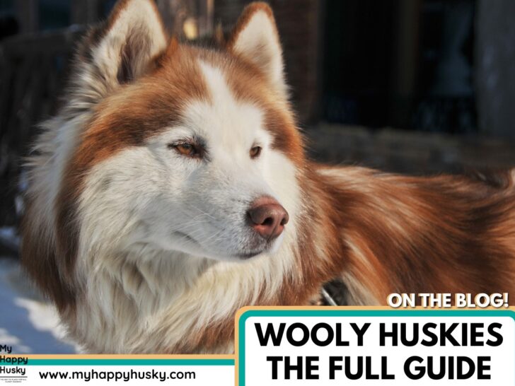 wooly husky