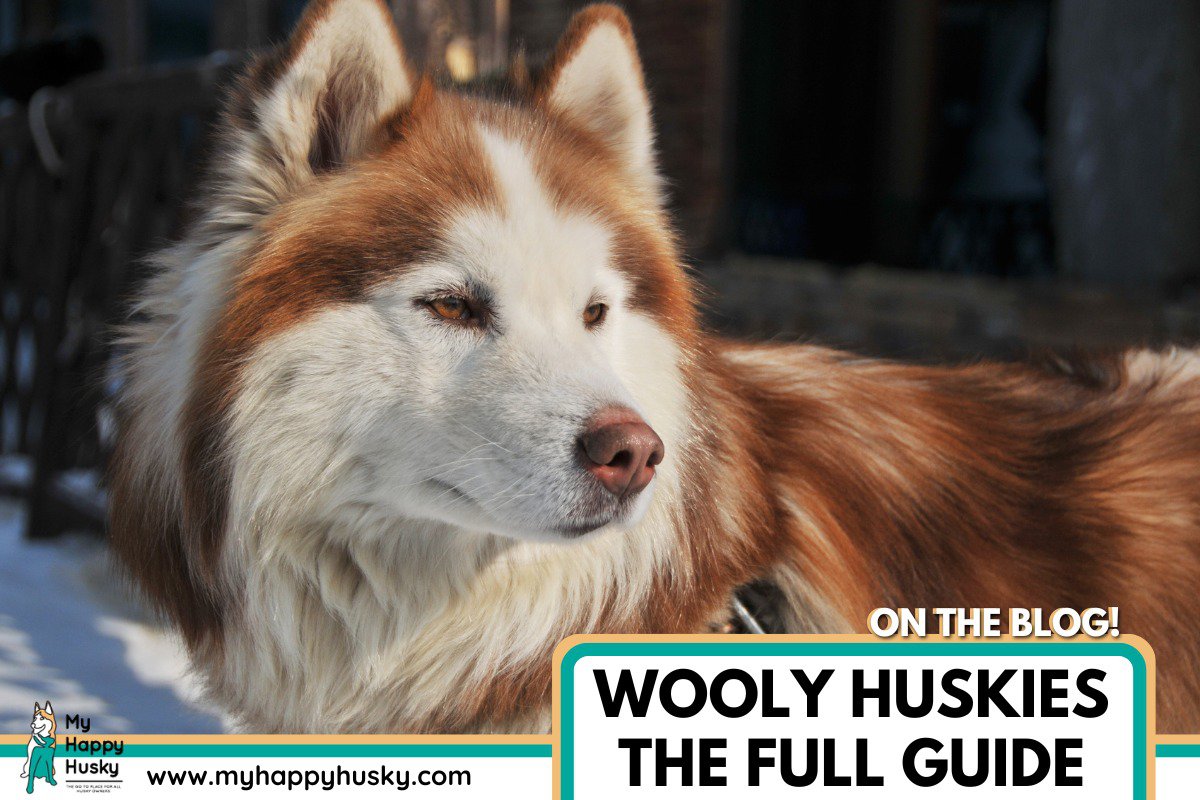 wooly husky