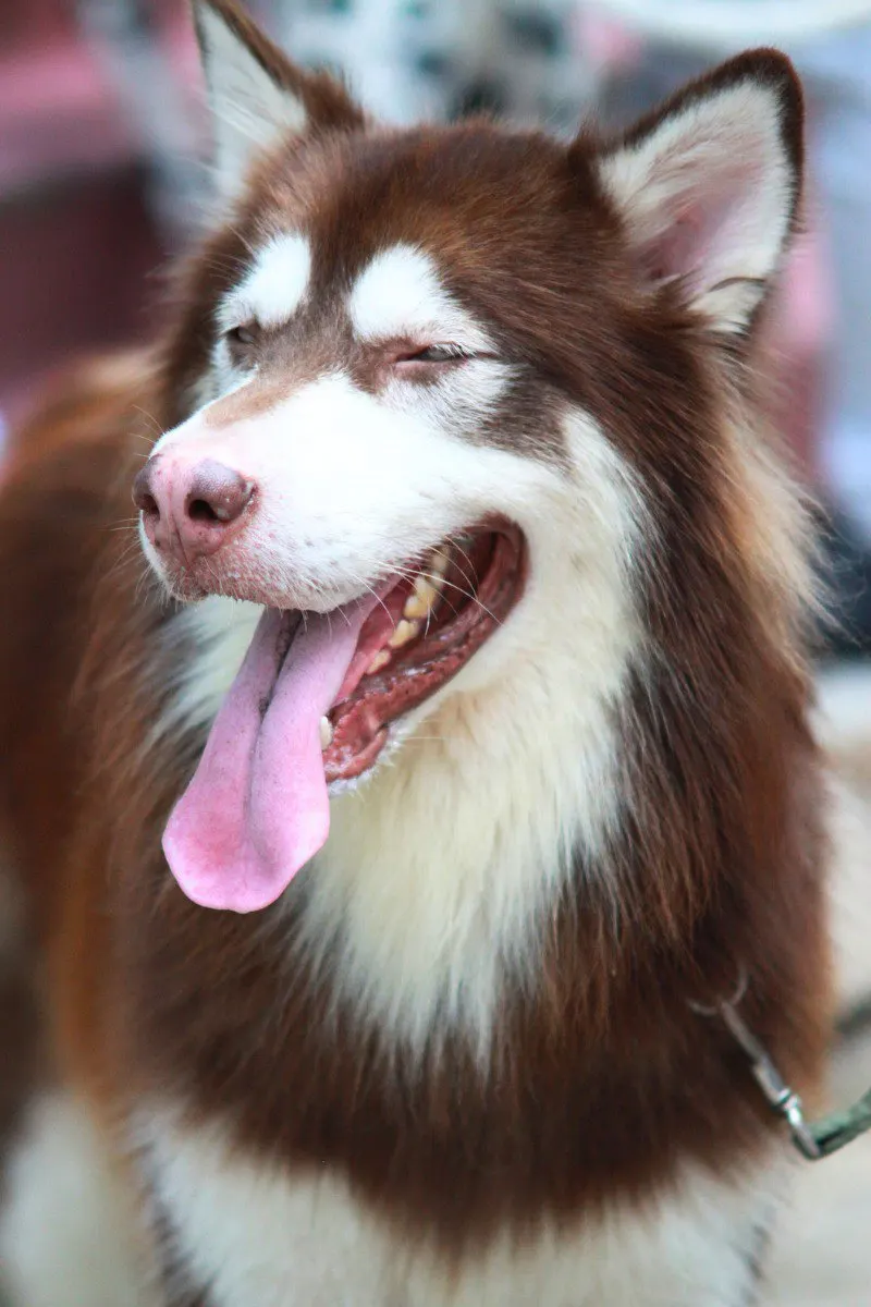 Wooly Husky Everything You Need to Know My Happy Husky