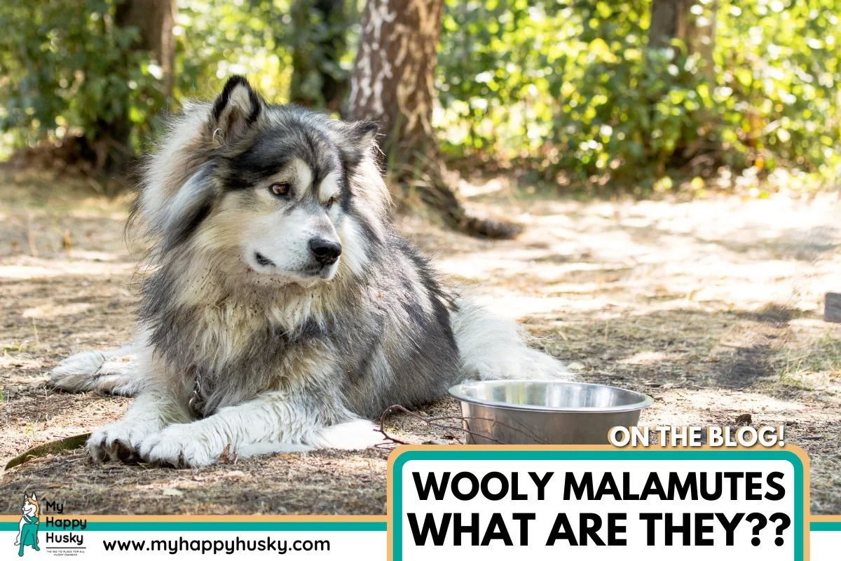 wooly malamute