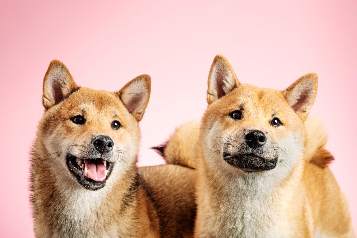 shiba inu shaving