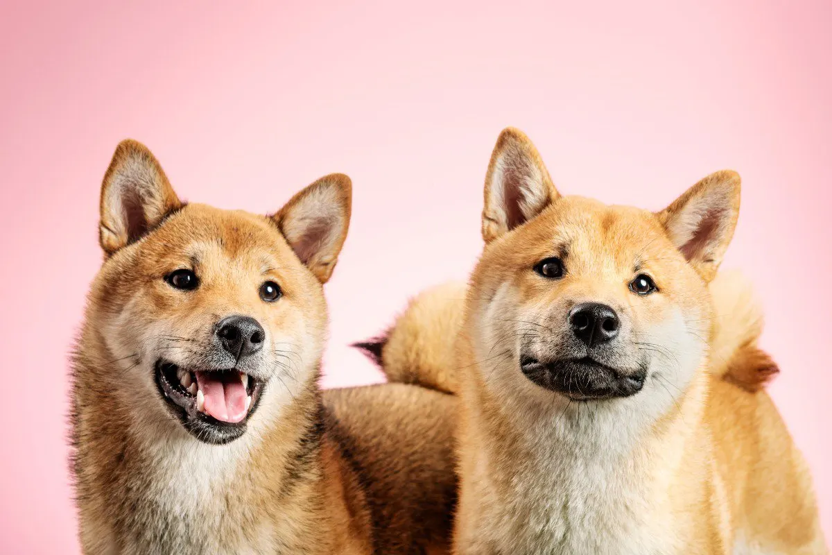 shiba inu shaving