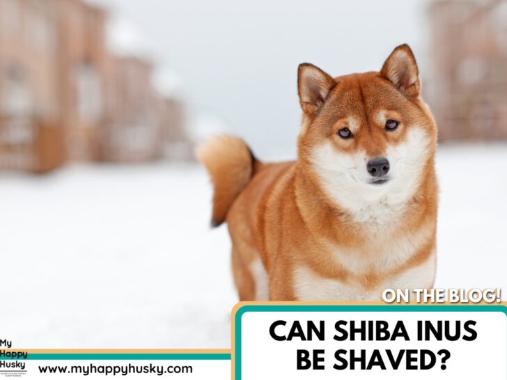 can shiba inus be shaved
