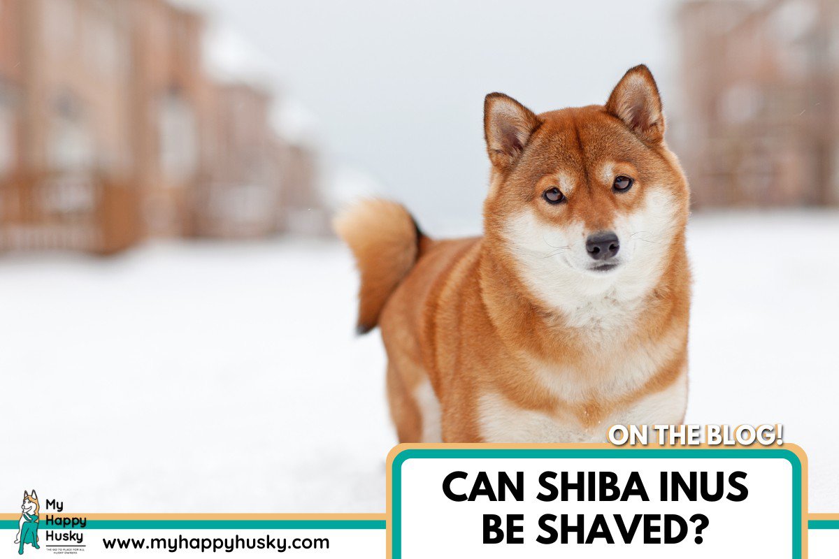 can shiba inus be shaved