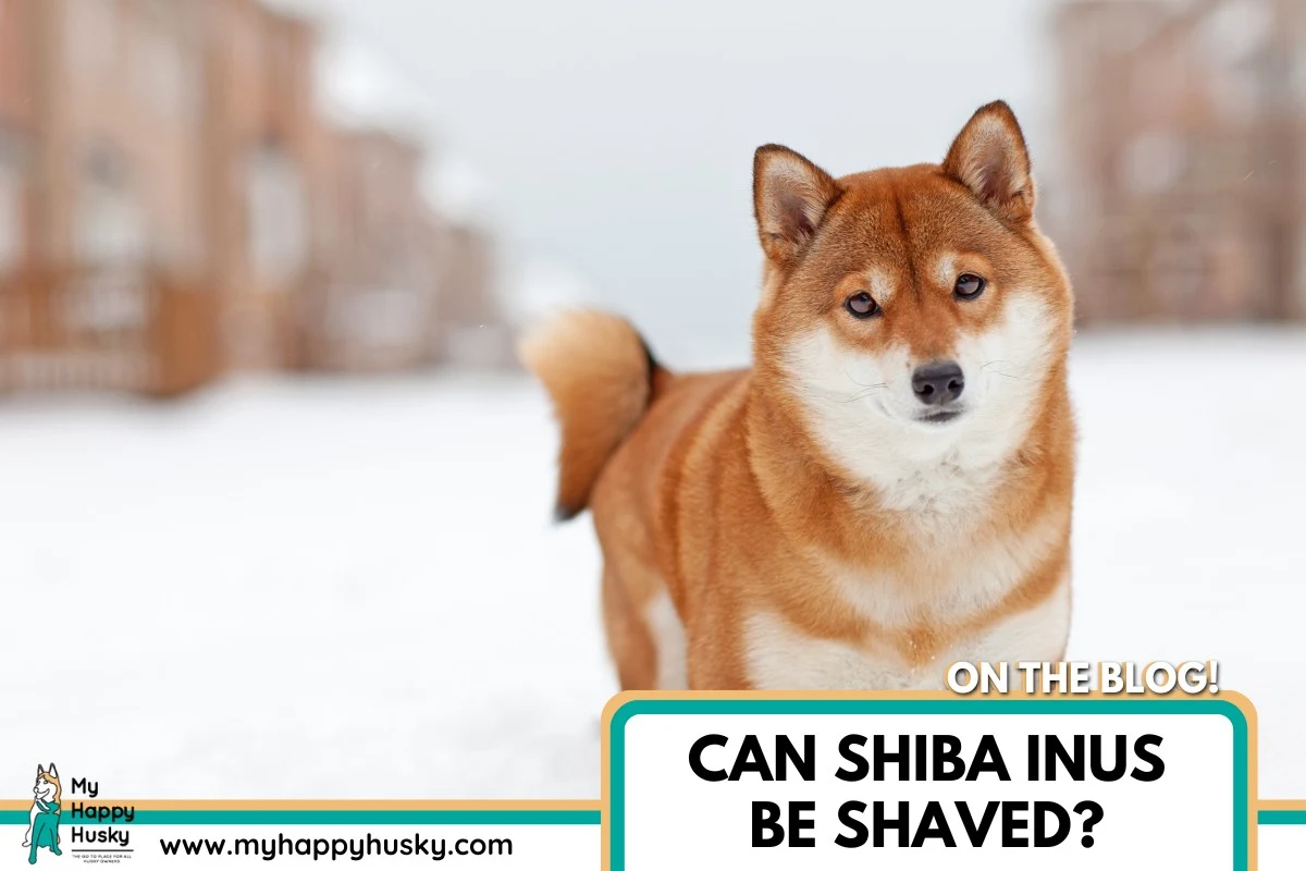 can shiba inus be shaved