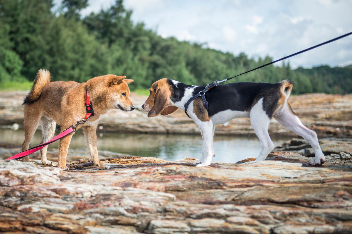 shiba inu with beagle