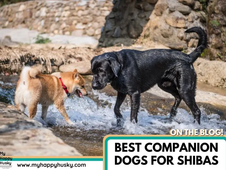 companion dogs for shiba inus