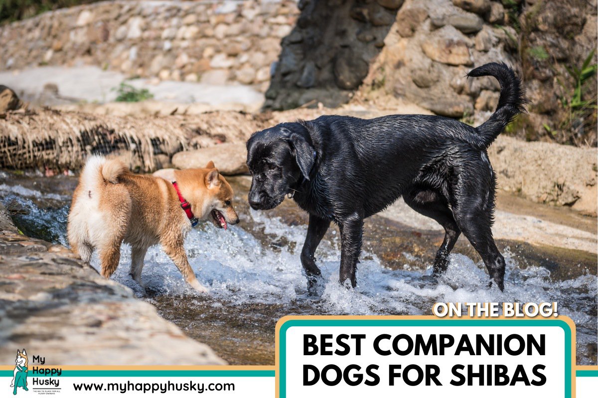 companion dogs for shiba inus