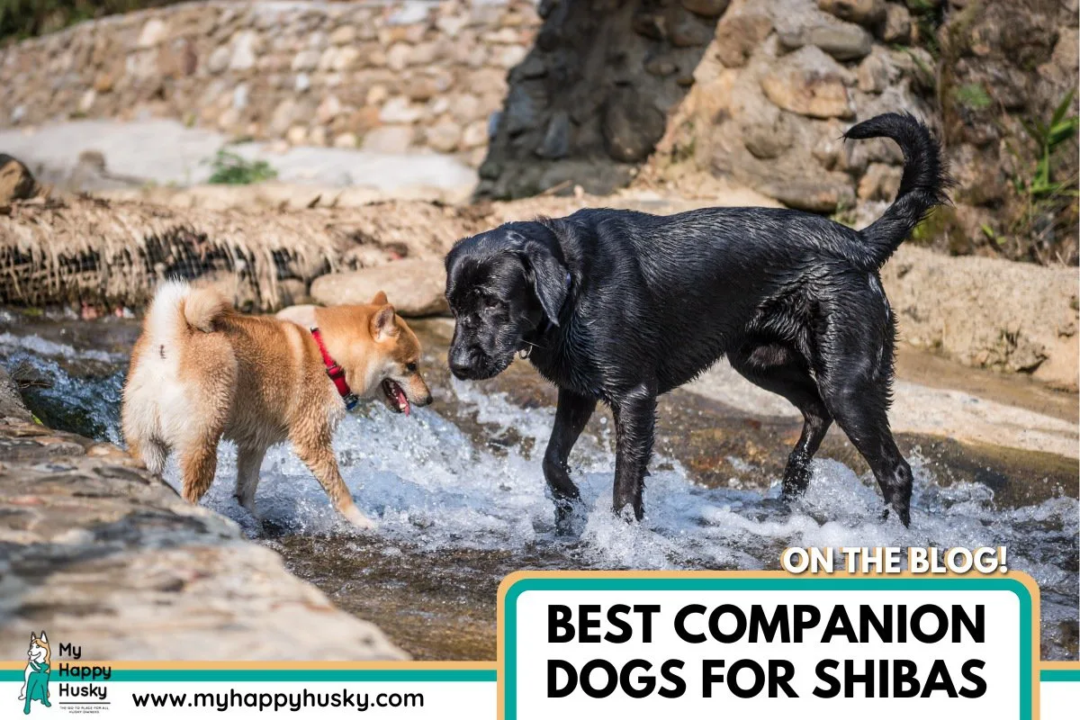 companion dogs for shiba inus