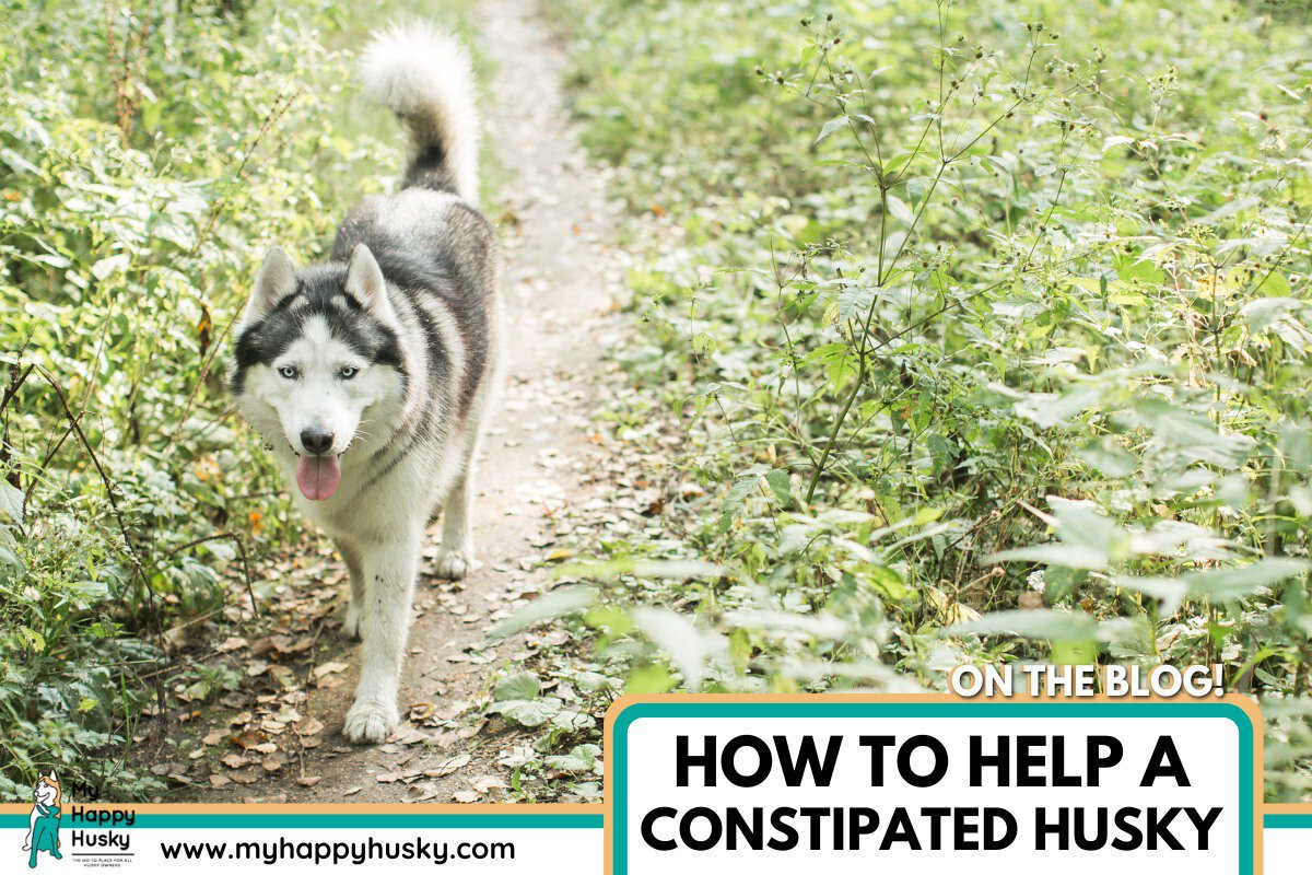 constipated husky