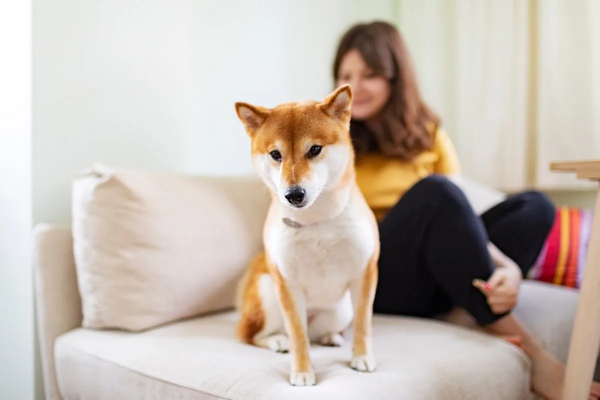 does my shiba inu love me