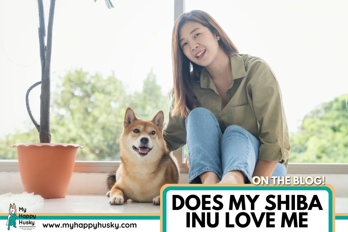 does my shiba inu